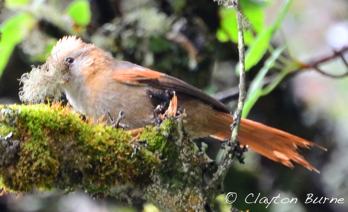 Creamy-crested Spinetail - Clayton Burne