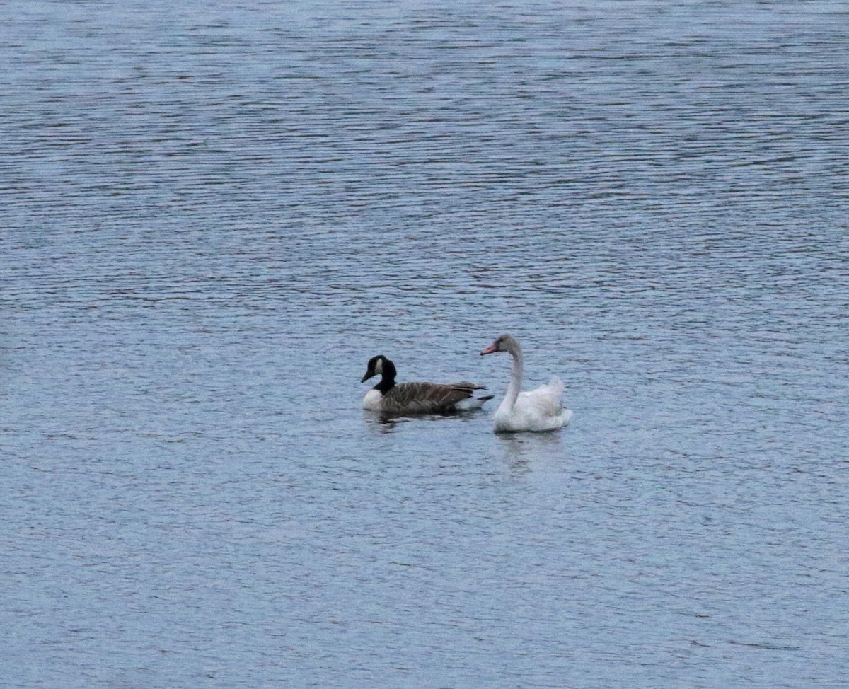 Tundra Swan - ML283169661