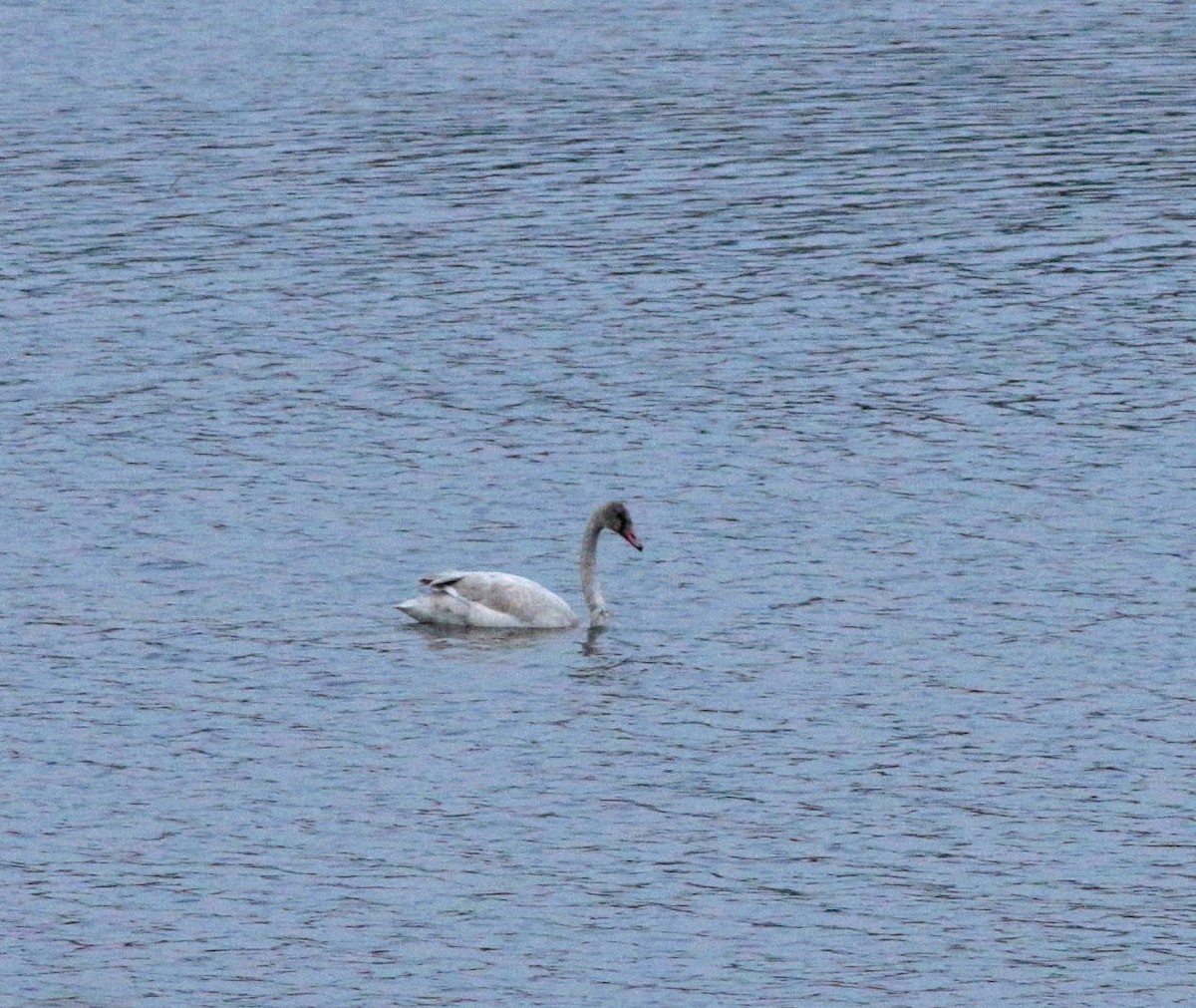 Tundra Swan - ML283169681