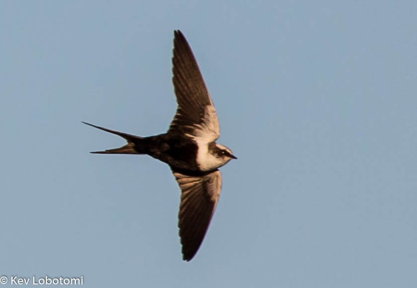 White-backed Swallow - Kevin Bartram
