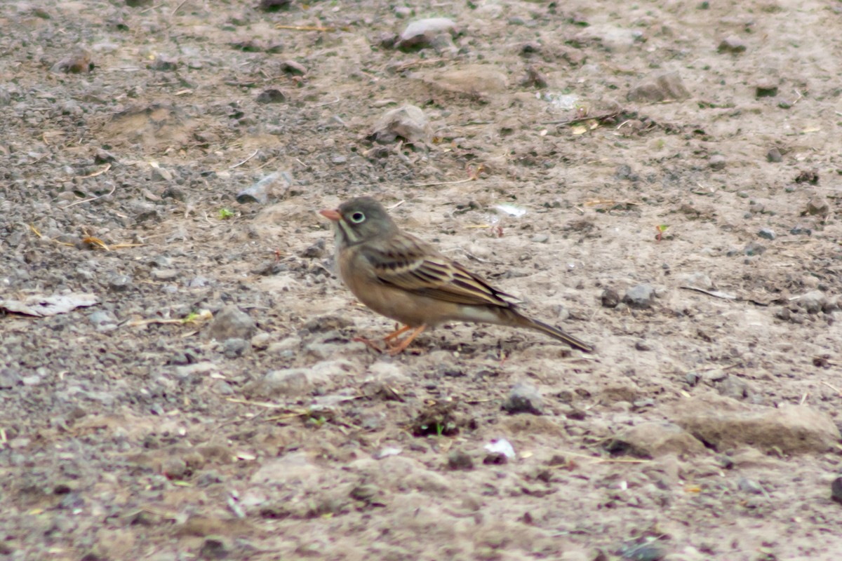 Gray-necked Bunting - ML283171181