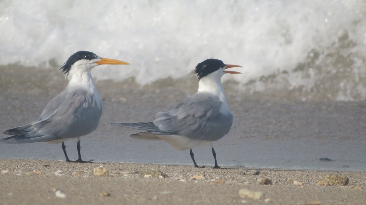 Lesser Crested Tern - Govind Kumar