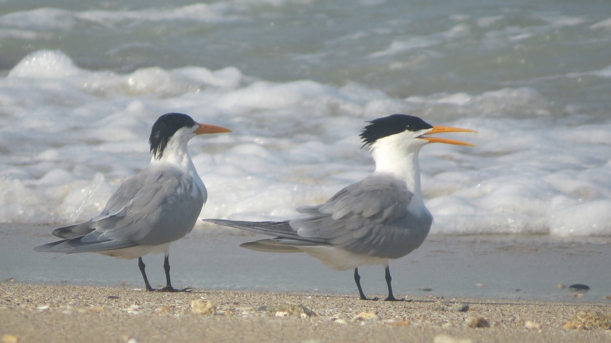 Lesser Crested Tern - Govind Kumar