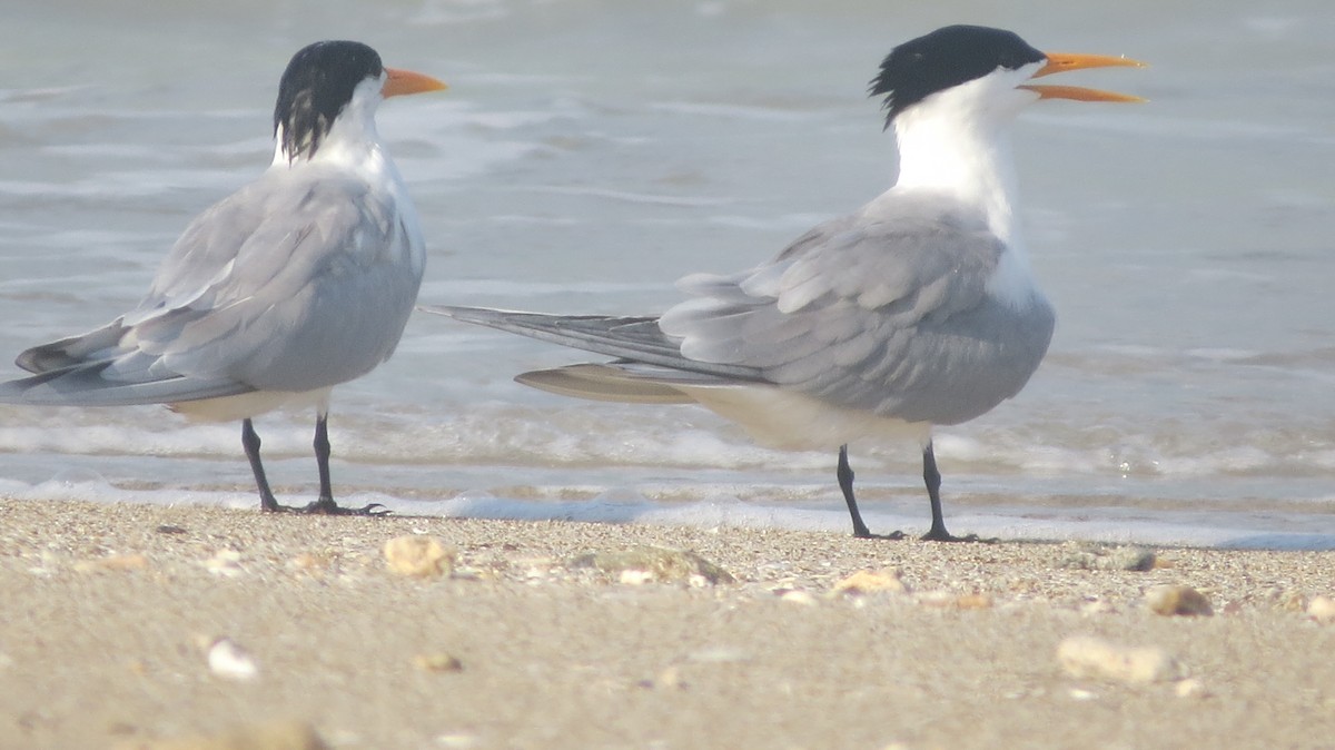 Lesser Crested Tern - Govind Kumar