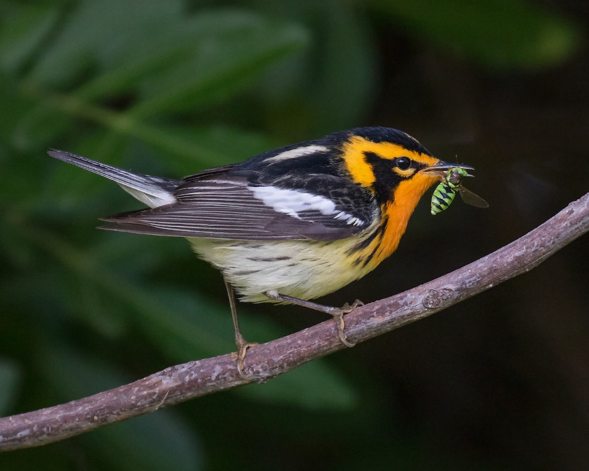 Blackburnian Warbler - ML28317261