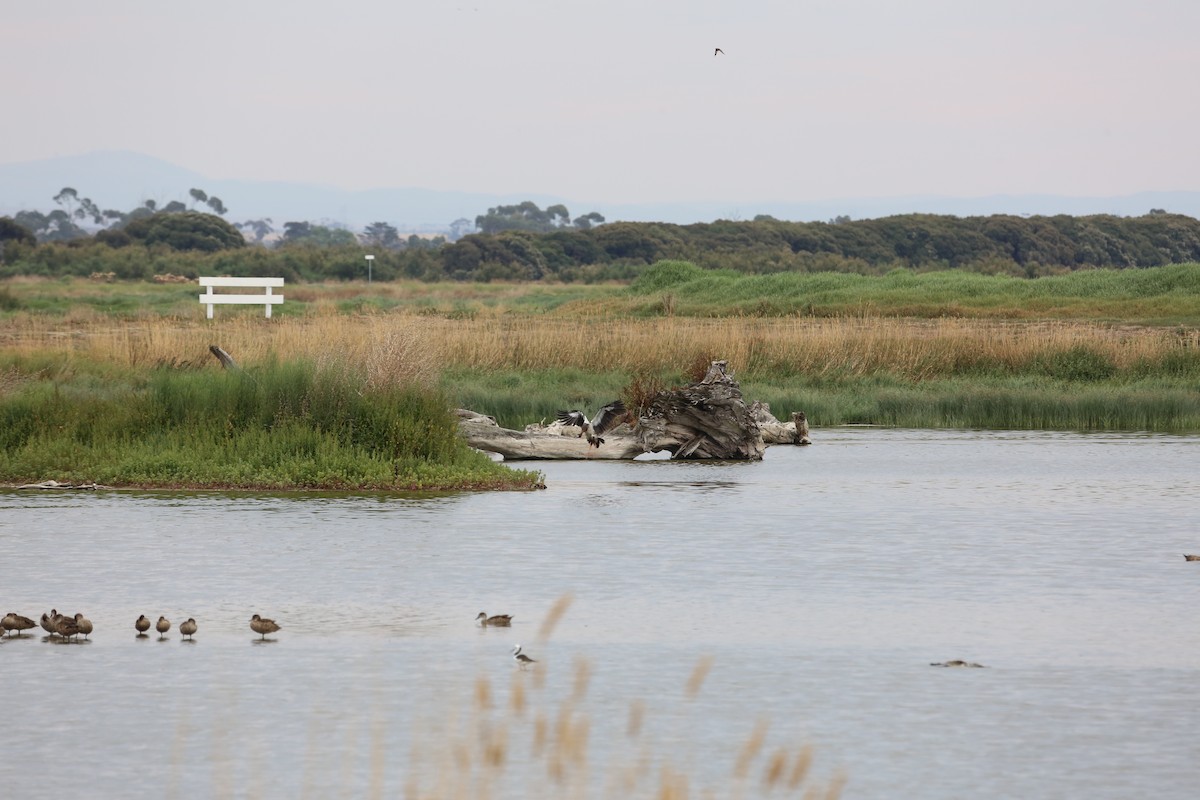 Magpie Goose - ML283173121