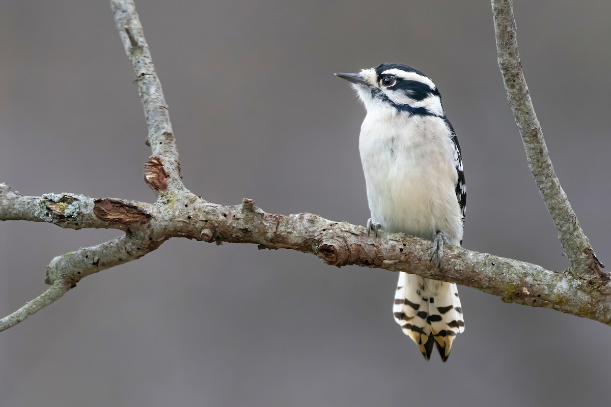 Downy Woodpecker - Matthew Plante