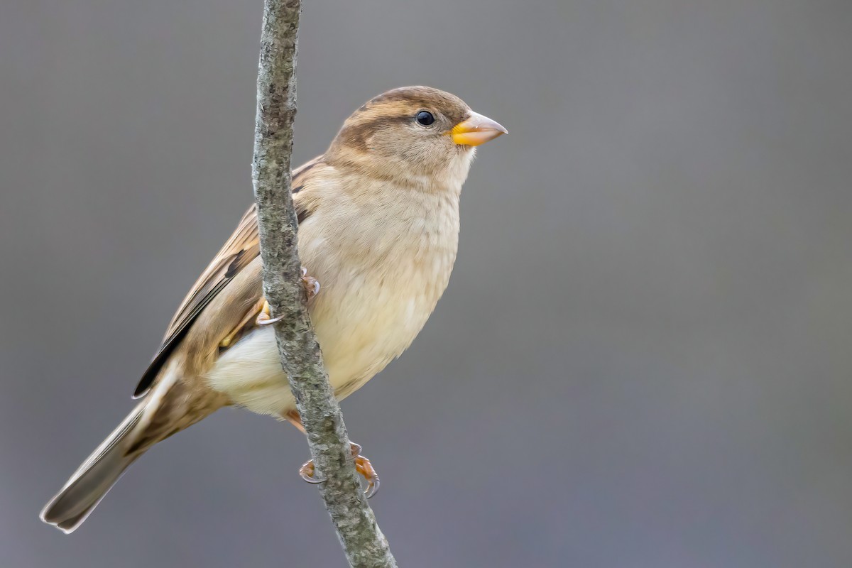 Moineau domestique - ML283173401