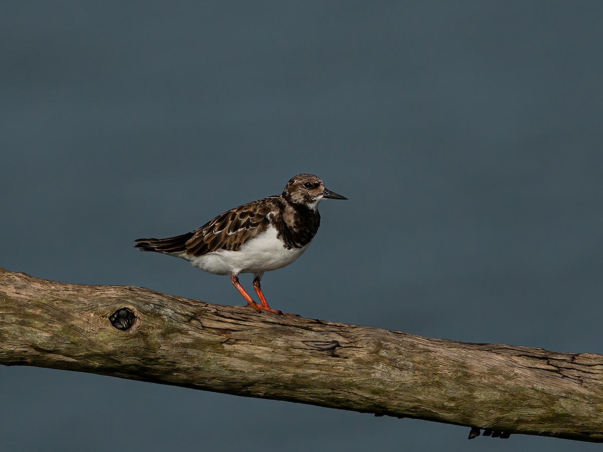 Ruddy Turnstone - liewwk Nature