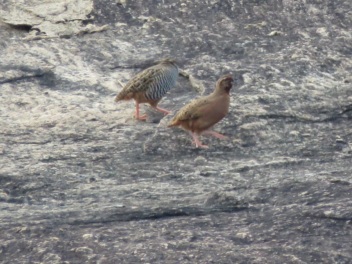 Jungle Bush-Quail - ML283174621