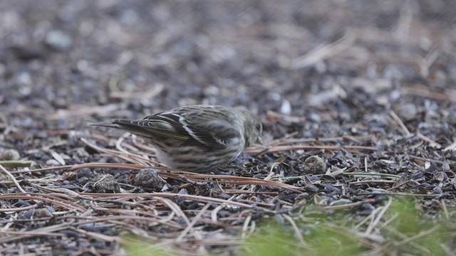 Pine Siskin - ML283174641