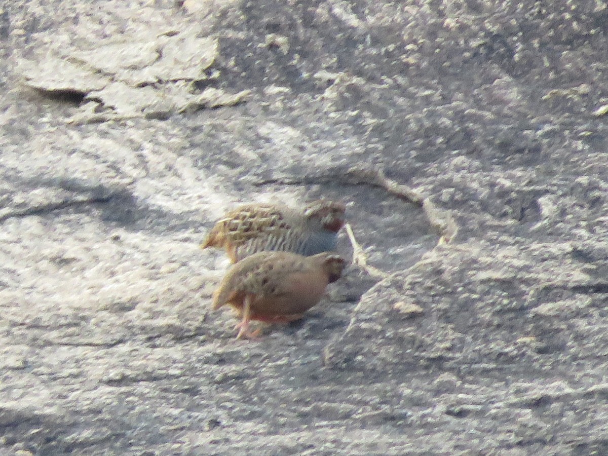 Jungle Bush-Quail - ML283174671