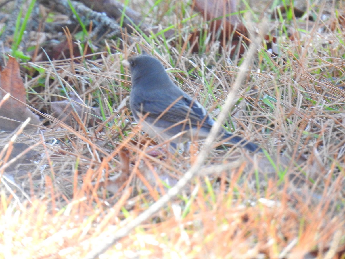 Dark-eyed Junco (Slate-colored) - ML283177521