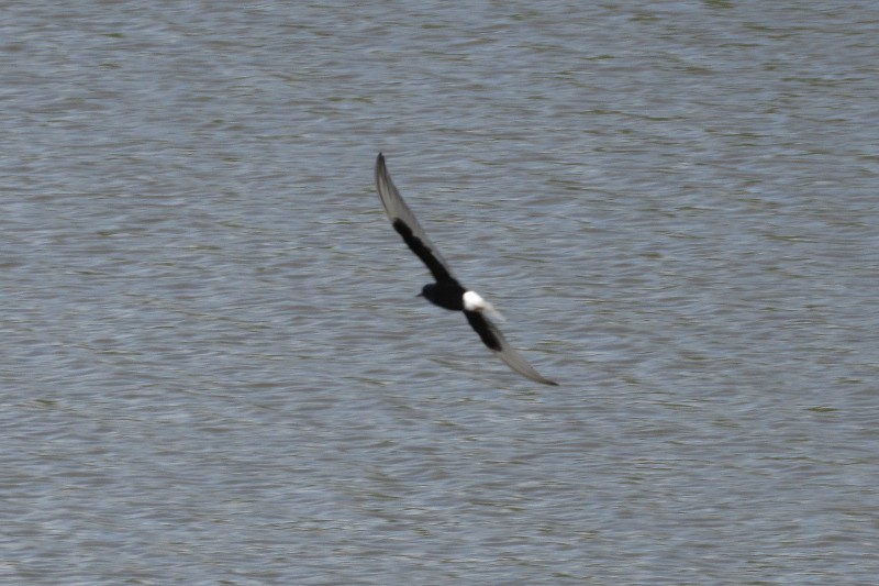 White-winged Tern - ML283177571