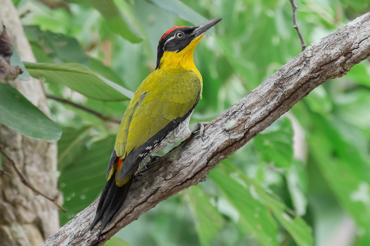 Black-headed Woodpecker - Natthaphat Chotjuckdikul