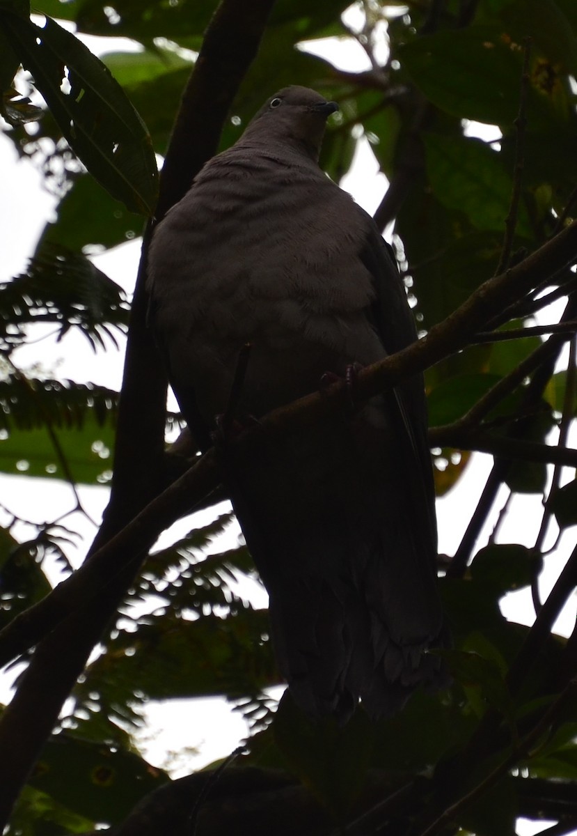 Pigeon du Pérou - ML283178161