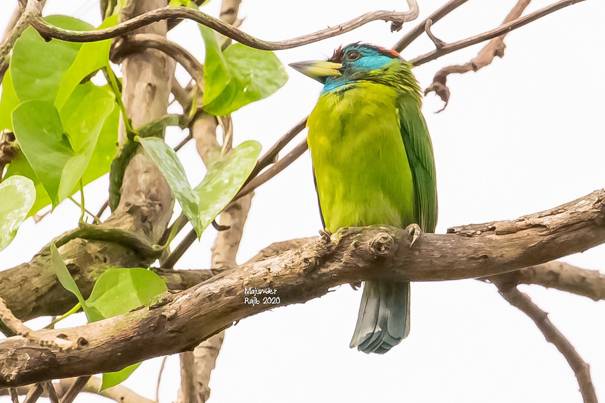 Blauwangen-Bartvogel - ML283178571