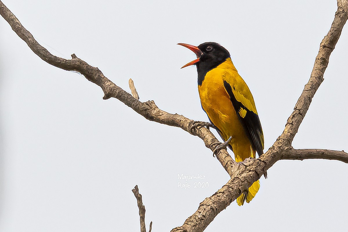 Bengalenpirol - ML283178651