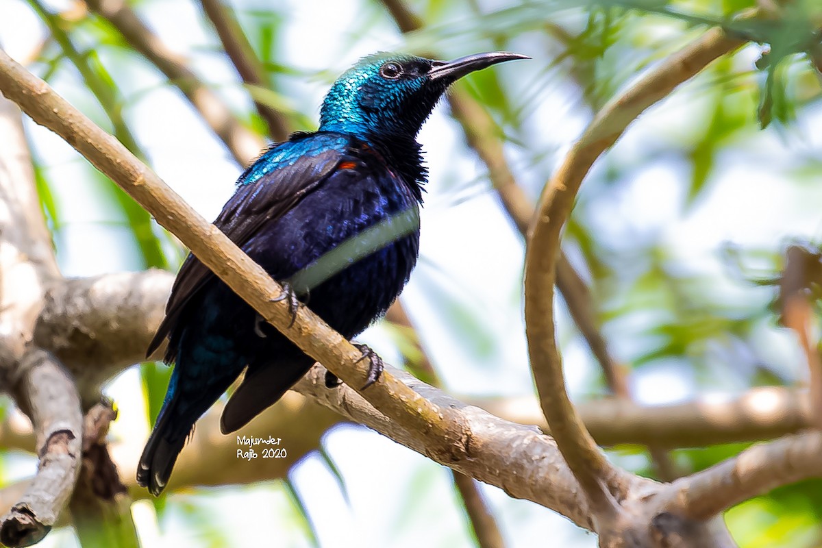 Purpurnektarvogel - ML283178811