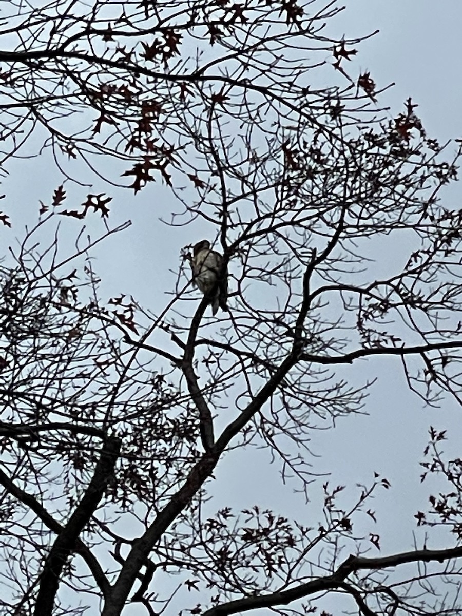 Red-tailed Hawk - ML283179141