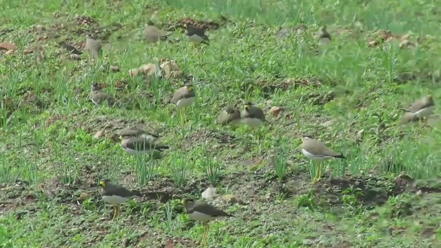 Yellow-wattled Lapwing - ML283179501