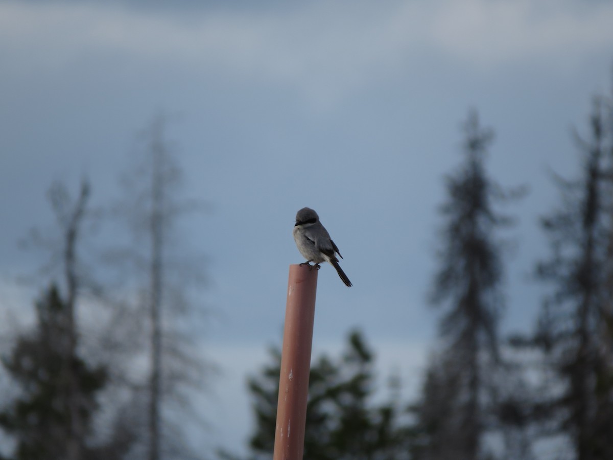 Loggerhead Shrike - ML28317981