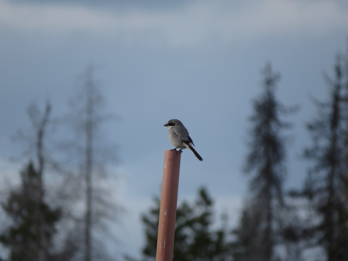 Loggerhead Shrike - ML28317991