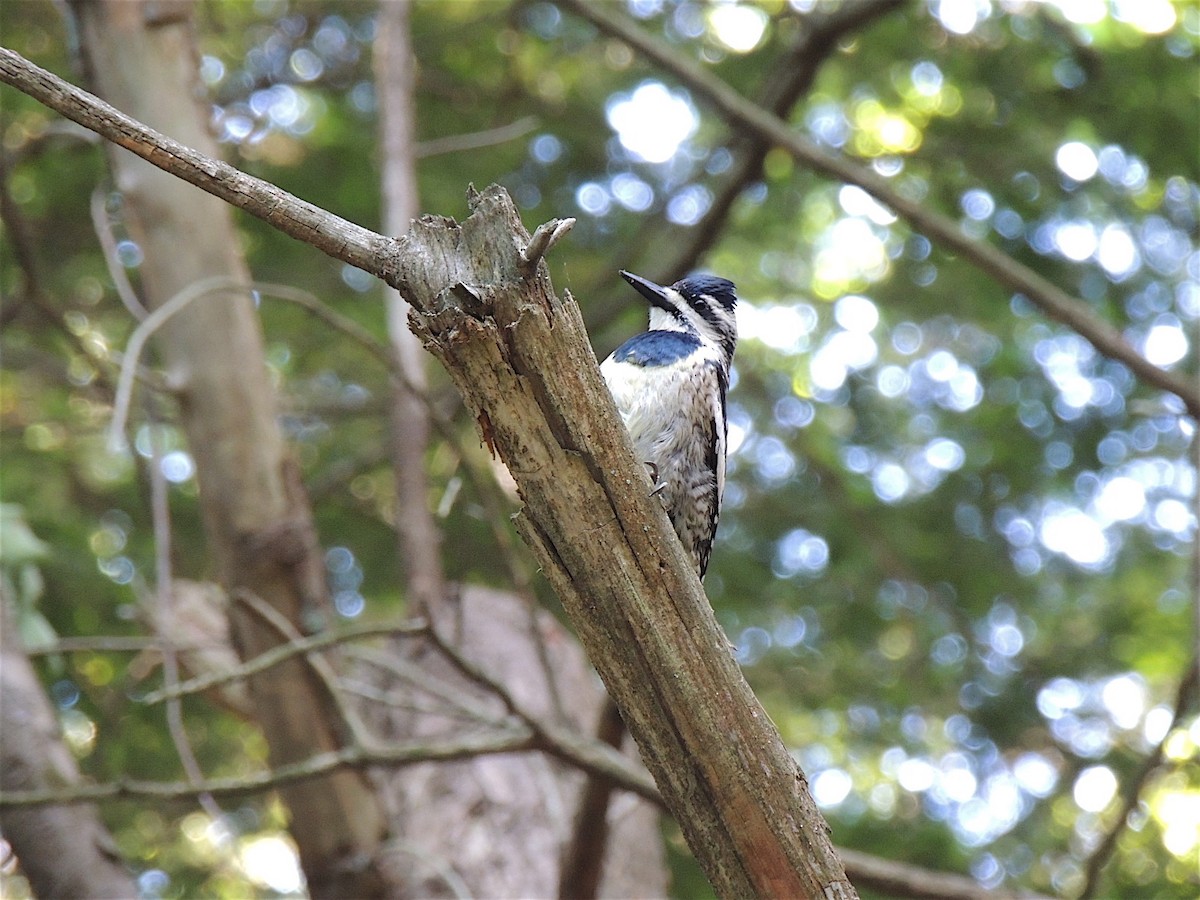 Yellow-bellied Sapsucker - ML283180341