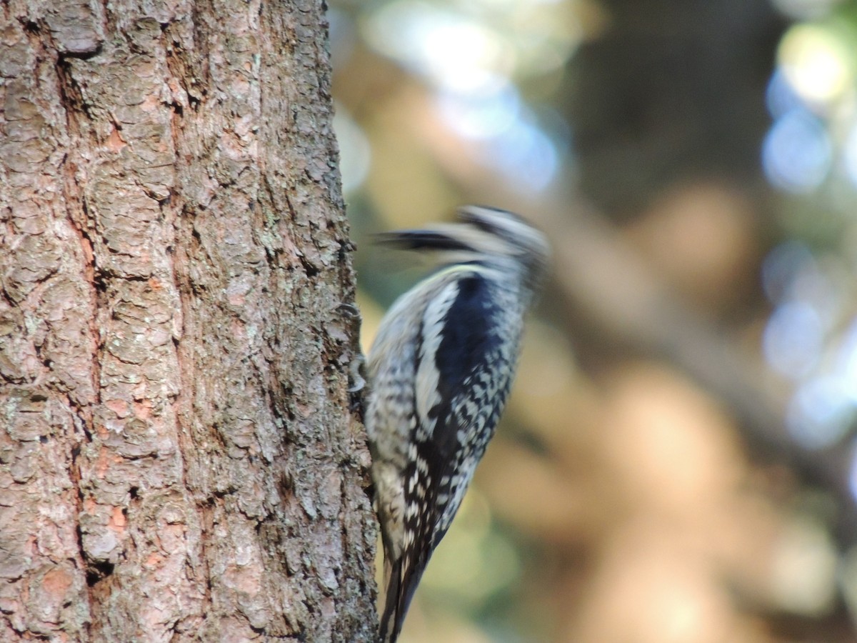 Yellow-bellied Sapsucker - ML283180411