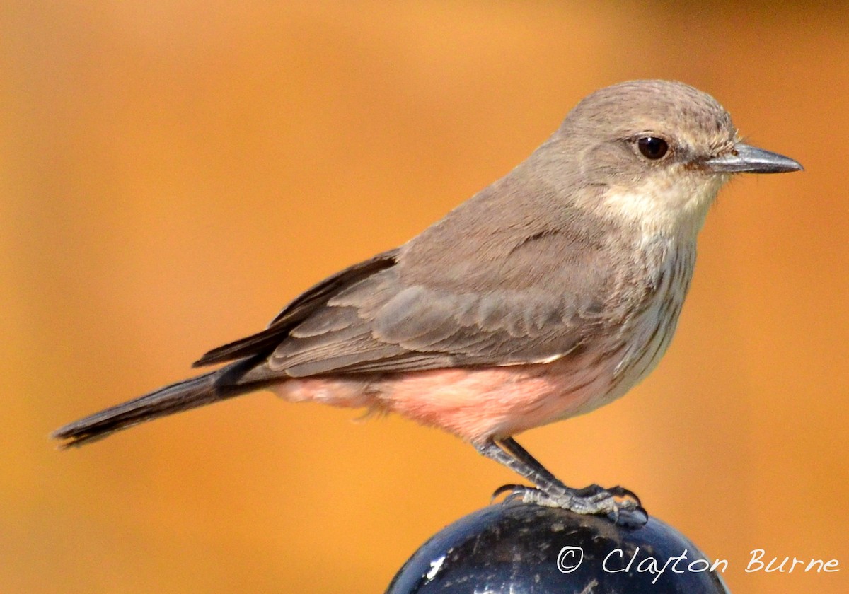 Vermilion Flycatcher (obscurus Group) - ML283180561