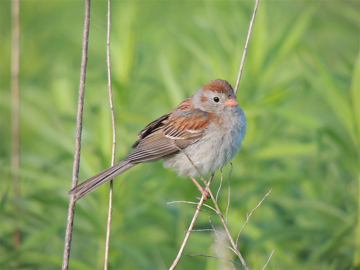 Field Sparrow - ML283180611