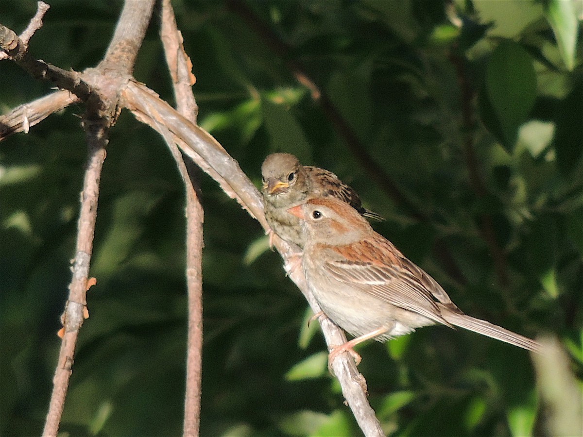 Field Sparrow - ML283180631