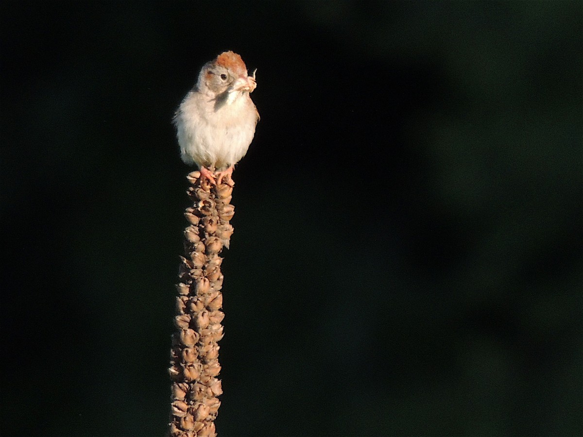 Field Sparrow - ML283180681