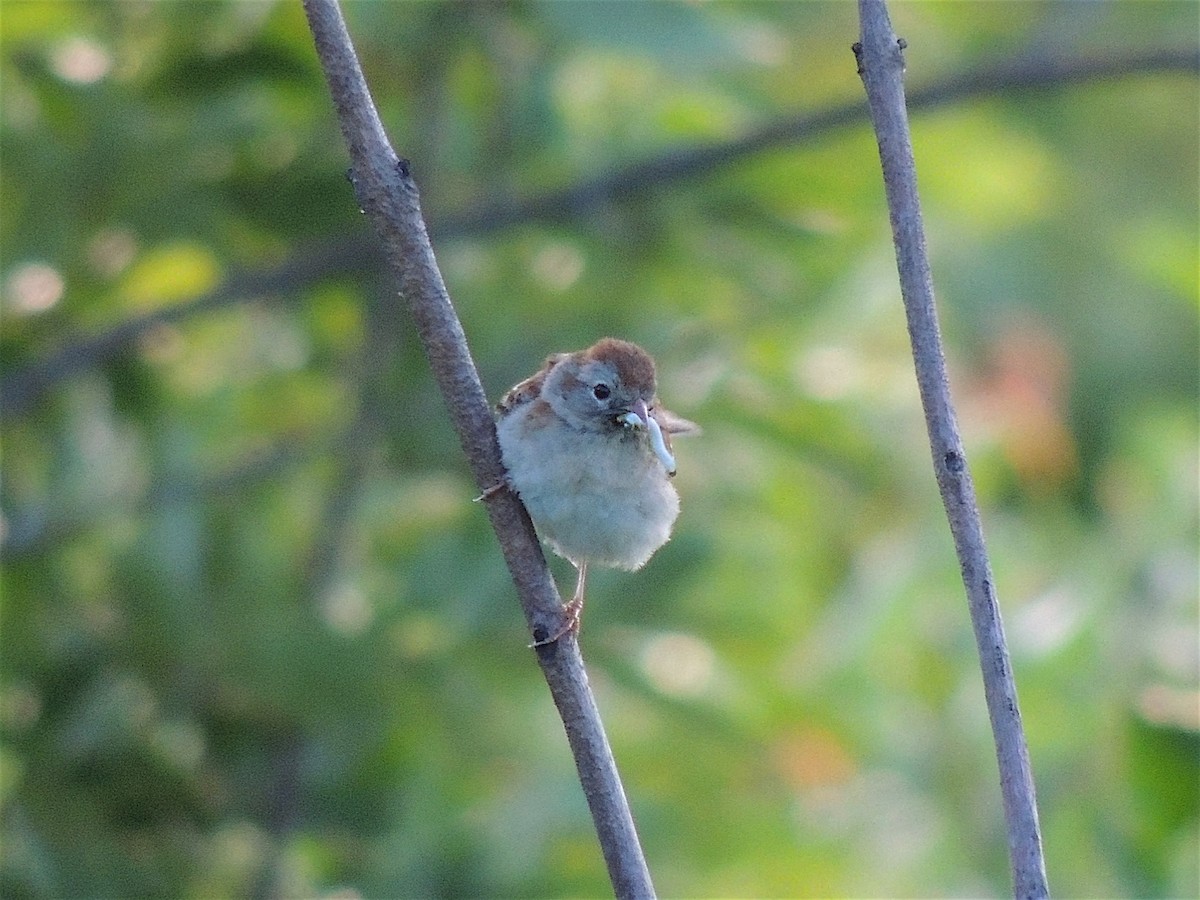 Field Sparrow - ML283180811