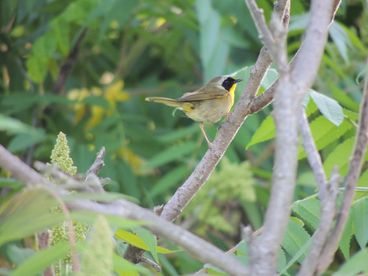 Common Yellowthroat - ML283180841