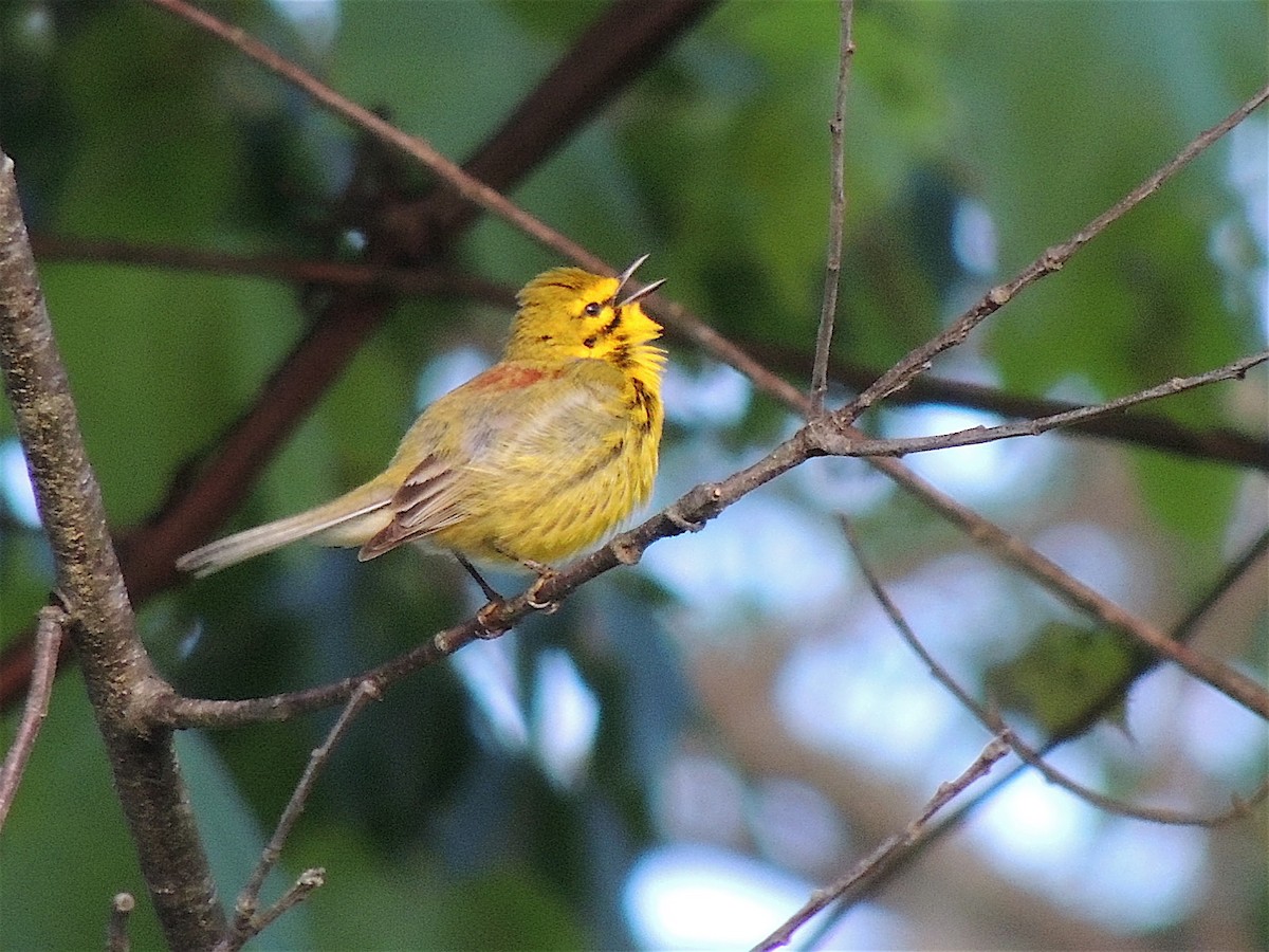 Paruline des prés - ML283181011