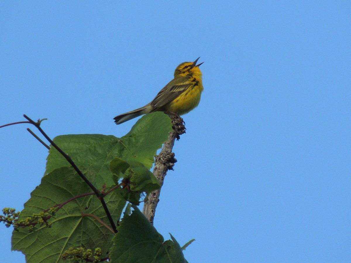 Prairie Warbler - ML283181031