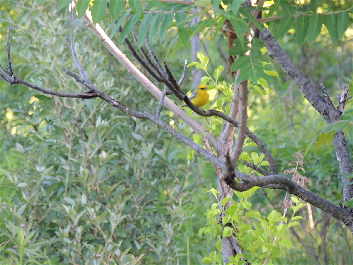 Blue-winged Warbler - ML283181121