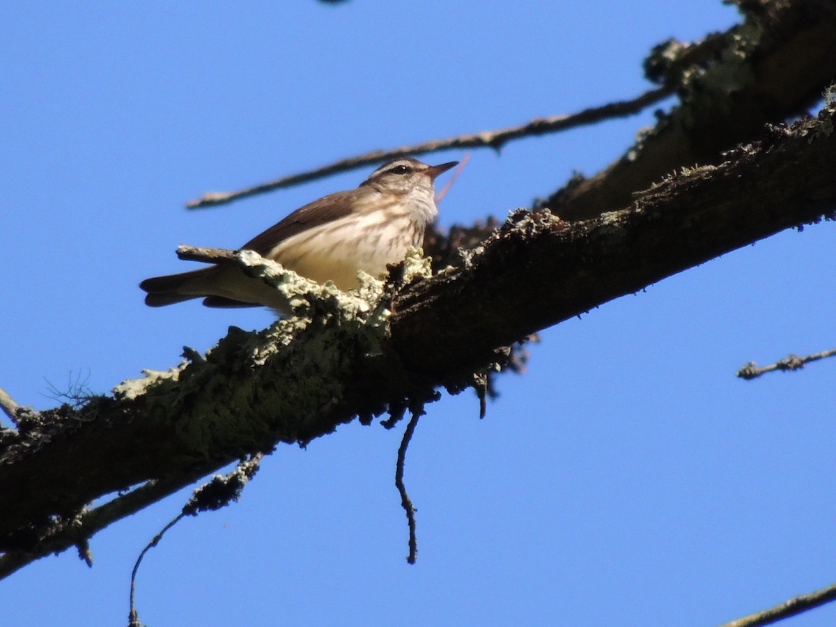 Louisiana Waterthrush - Bob Boekelheide