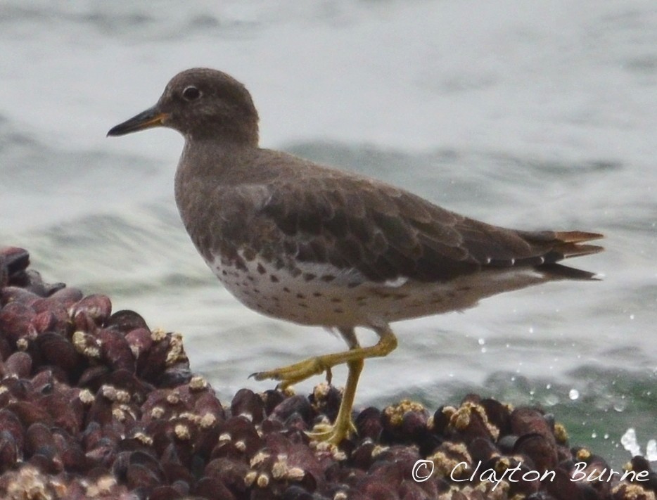 Surfbird - ML283182571