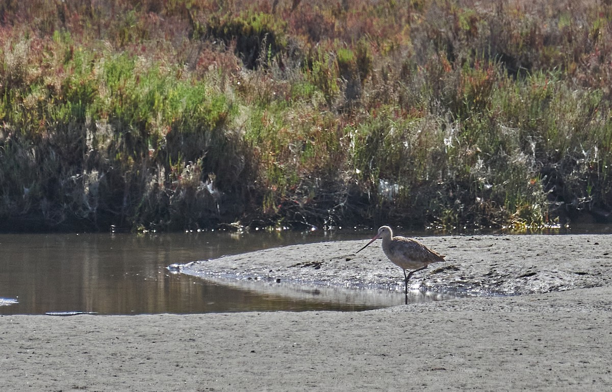 Marbled Godwit - Felipe  Plaza Araya