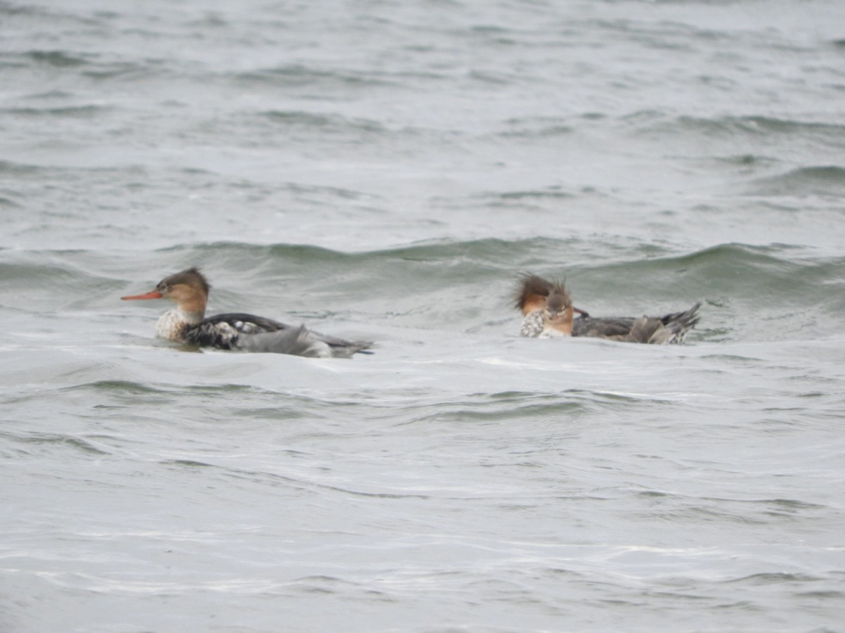 Сэвгэр бохио - ML283183041