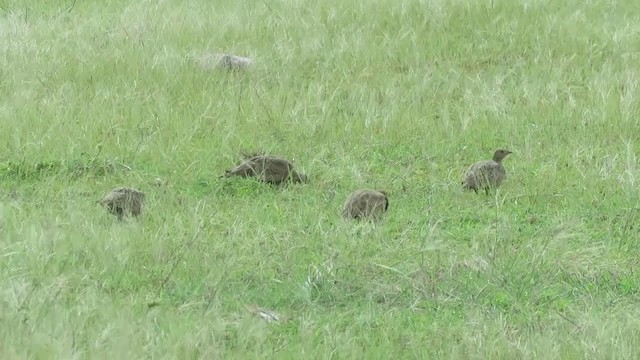 Chestnut-bellied Sandgrouse - ML283183591