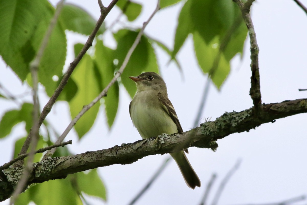 Alder Flycatcher - ML283185121