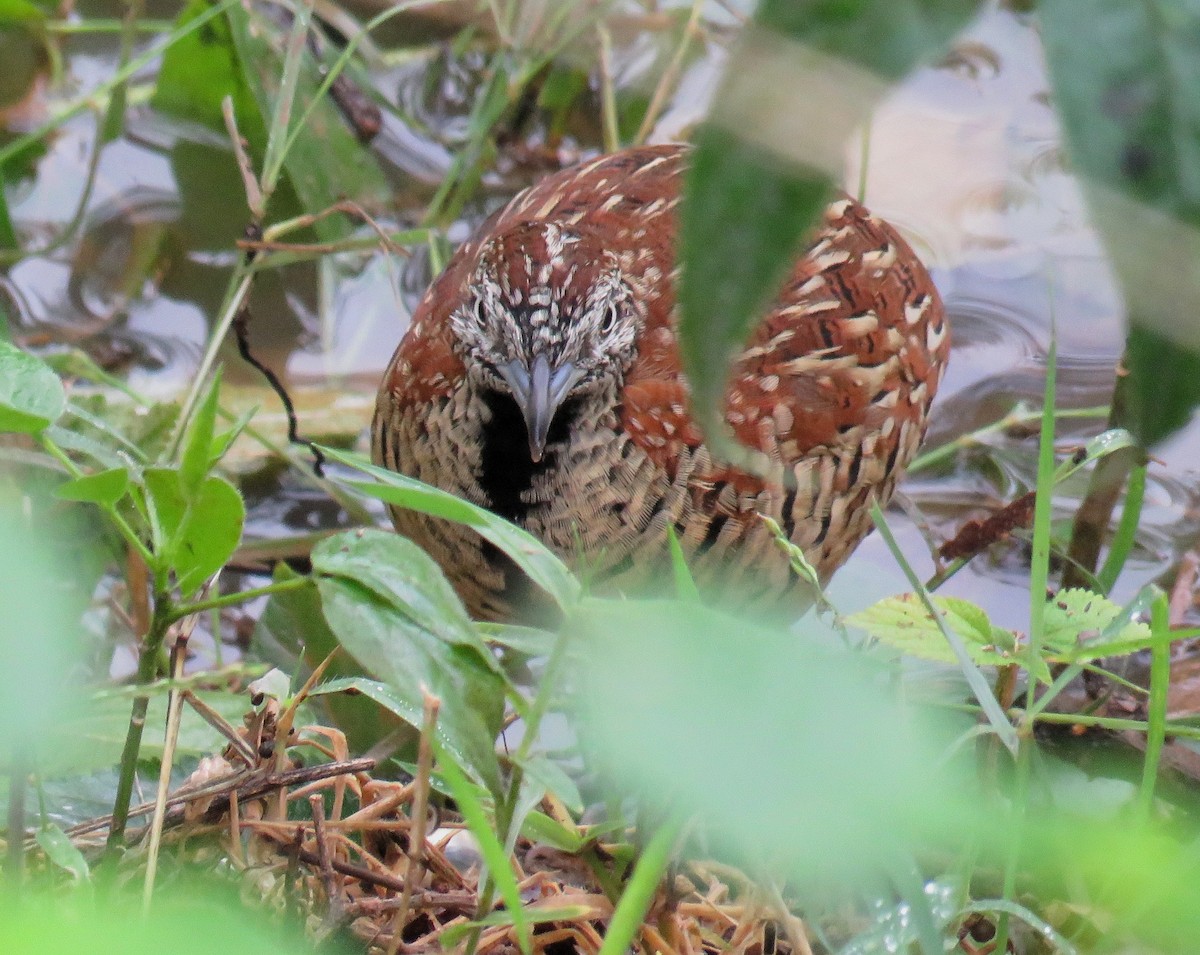 Barred Buttonquail - Santharam V