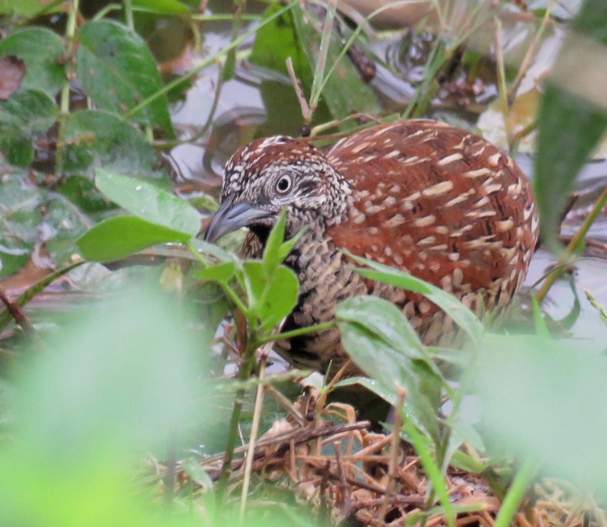 Barred Buttonquail - ML283185371