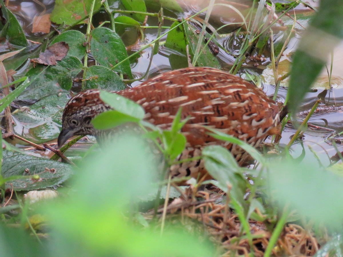 Barred Buttonquail - Santharam V