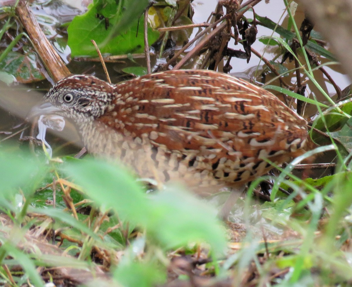 Barred Buttonquail - ML283185461