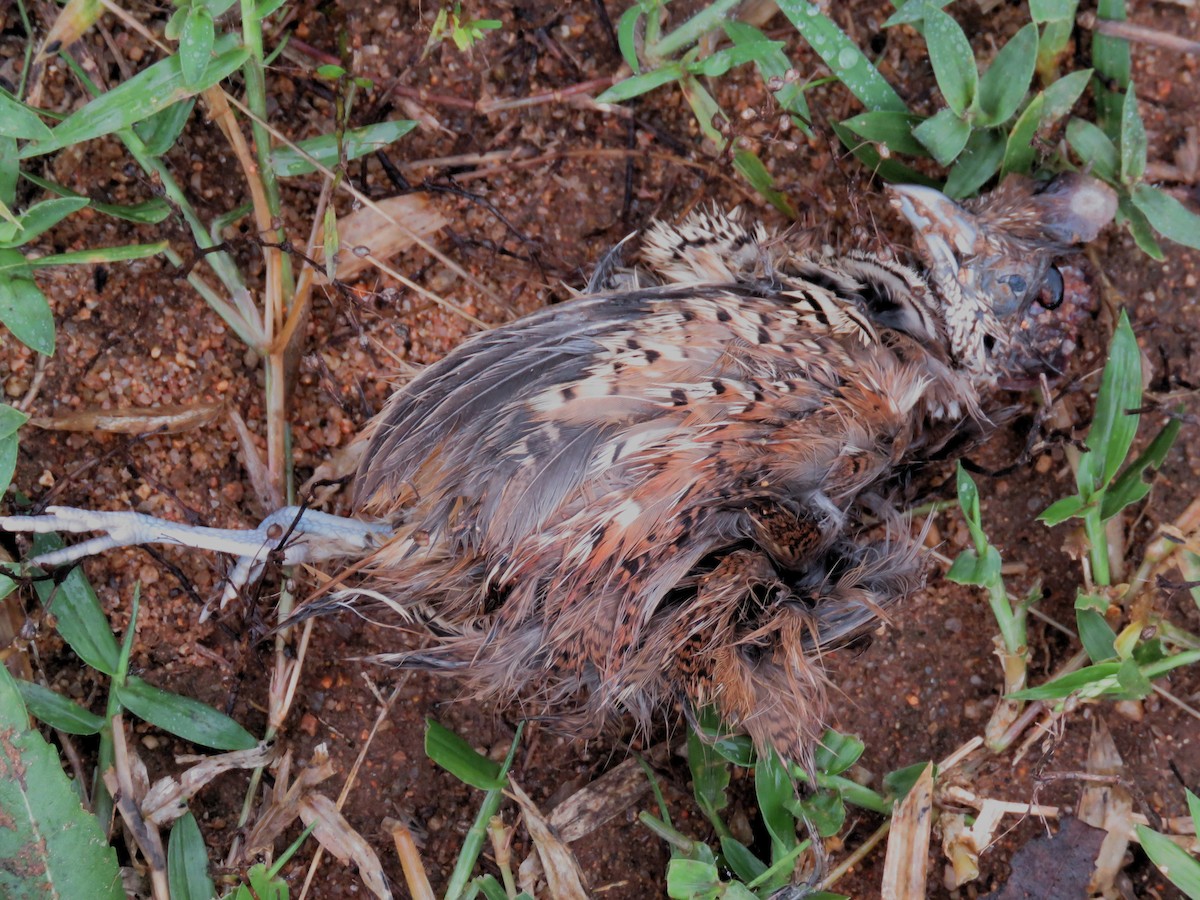 Barred Buttonquail - ML283185621