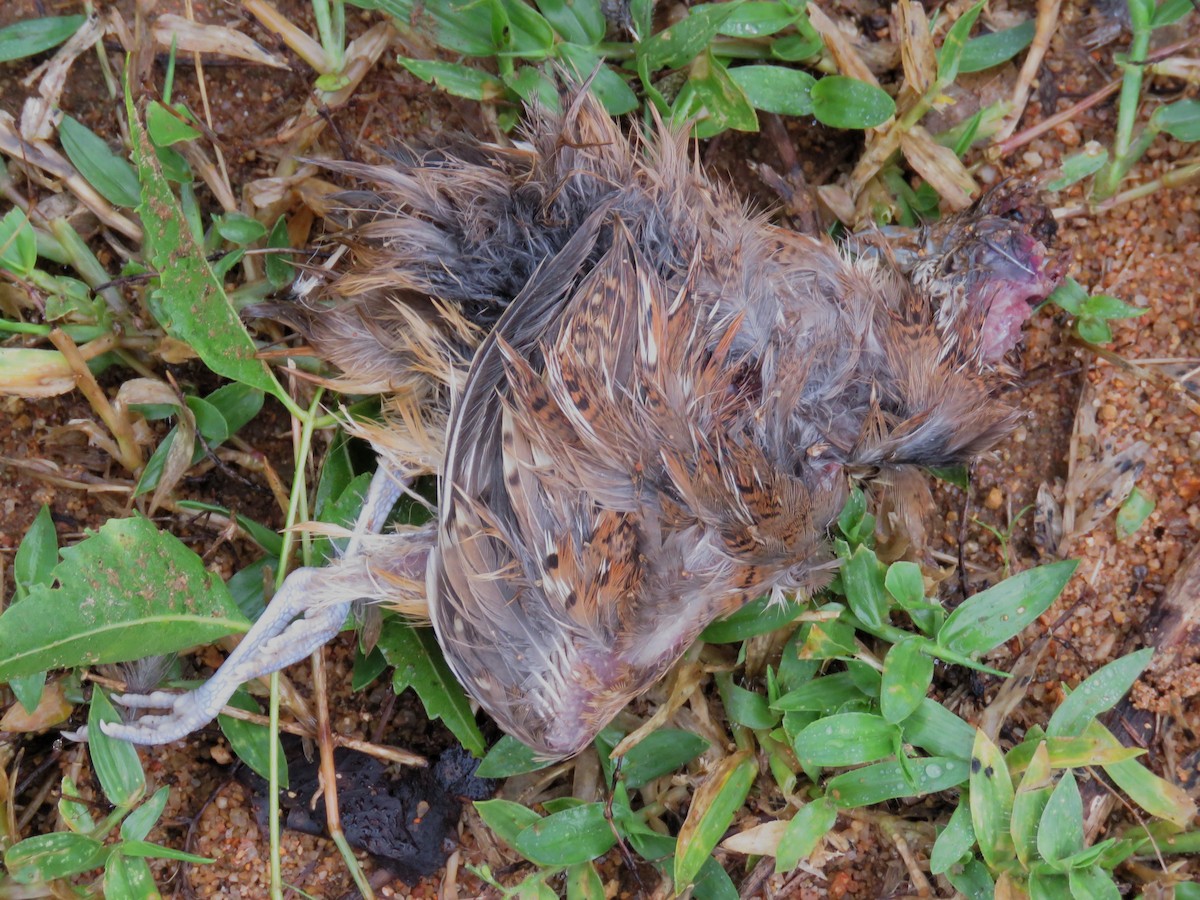 Barred Buttonquail - ML283185671